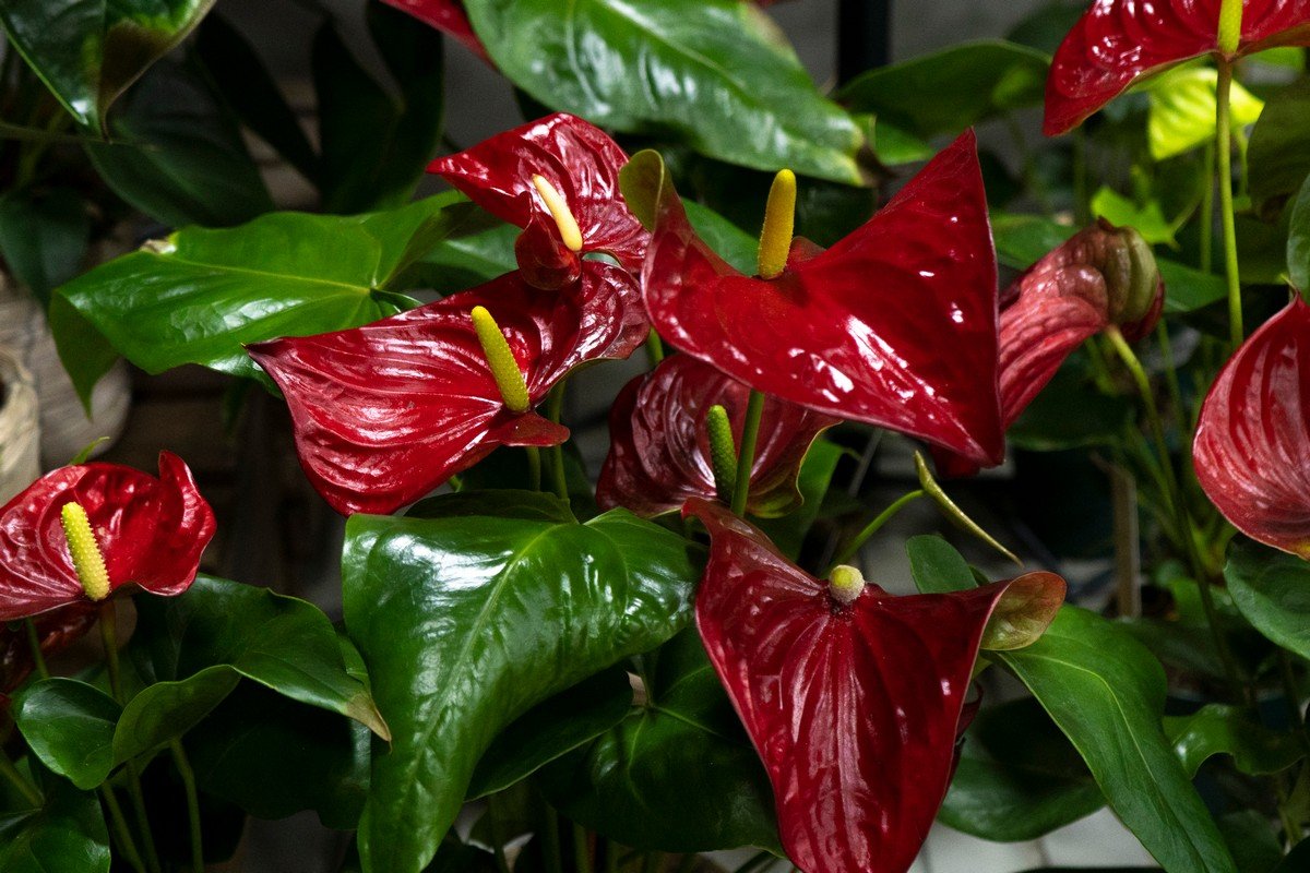 Барахолка проходитиме на вул. В. Мономаха, 15 Барахолка проходитиме на вул. В. Мономаха, 15