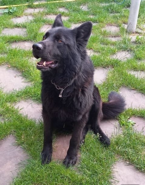 В Днепре исчезло много животных: помогите найти 1