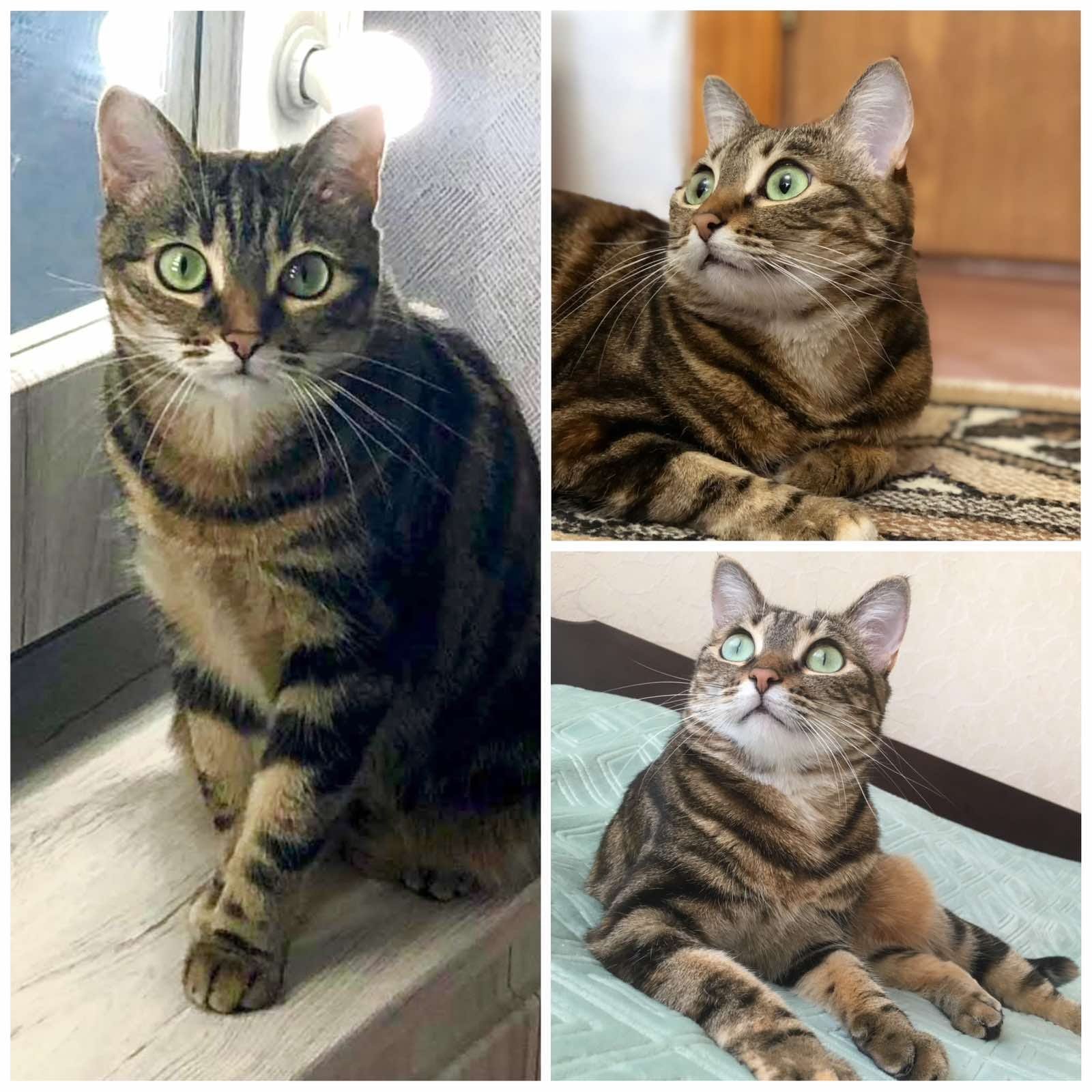 В Днепре исчезло много животных: помогите найти 2