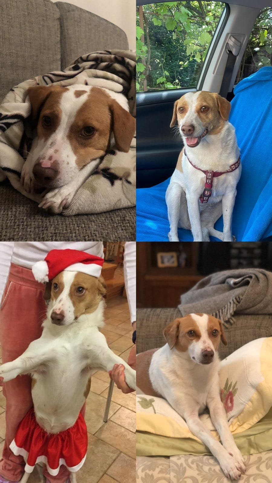 В Днепре исчезло много животных: помогите найти 3