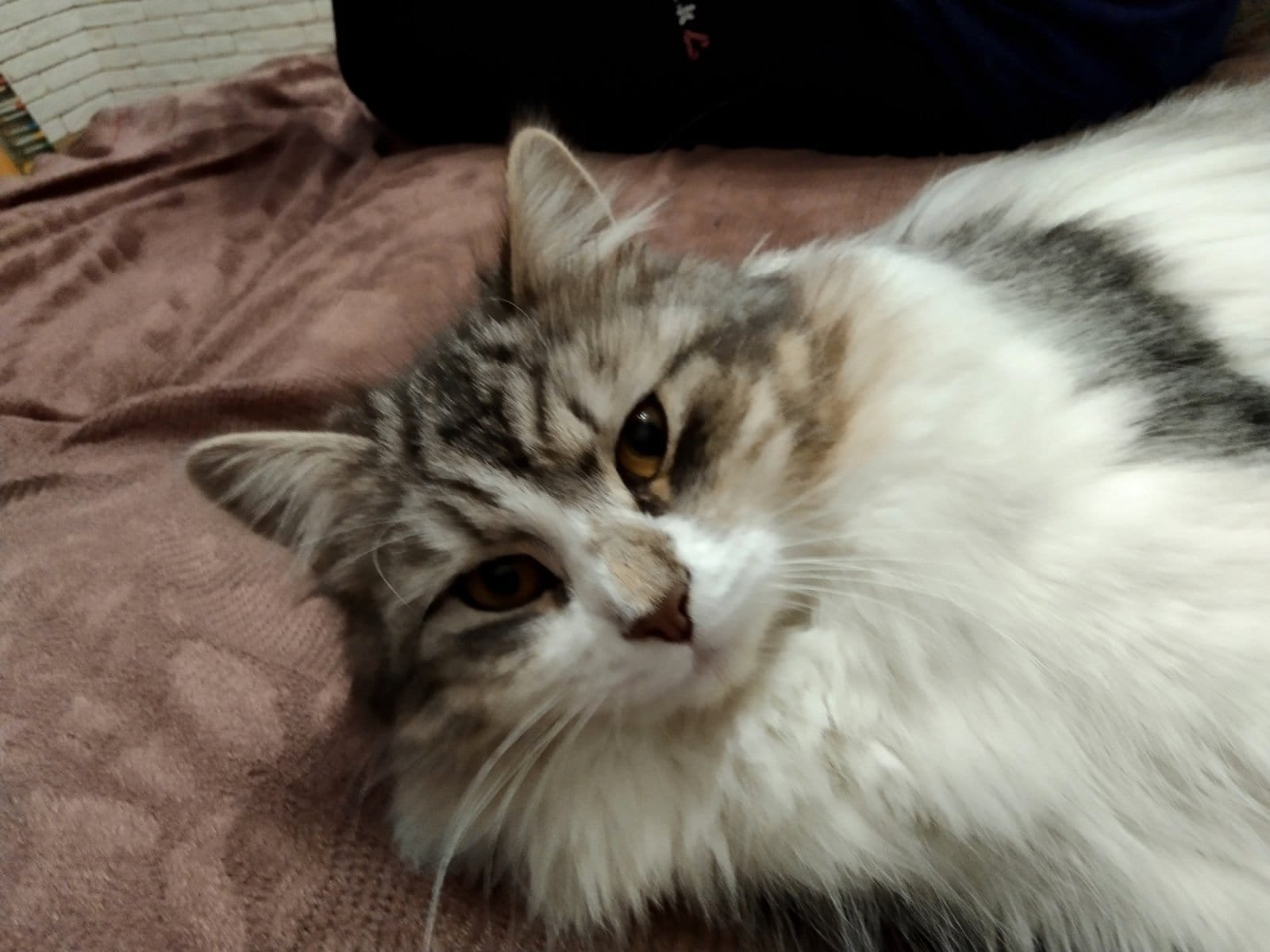 В Днепре исчезло много животных: помогите найти 4