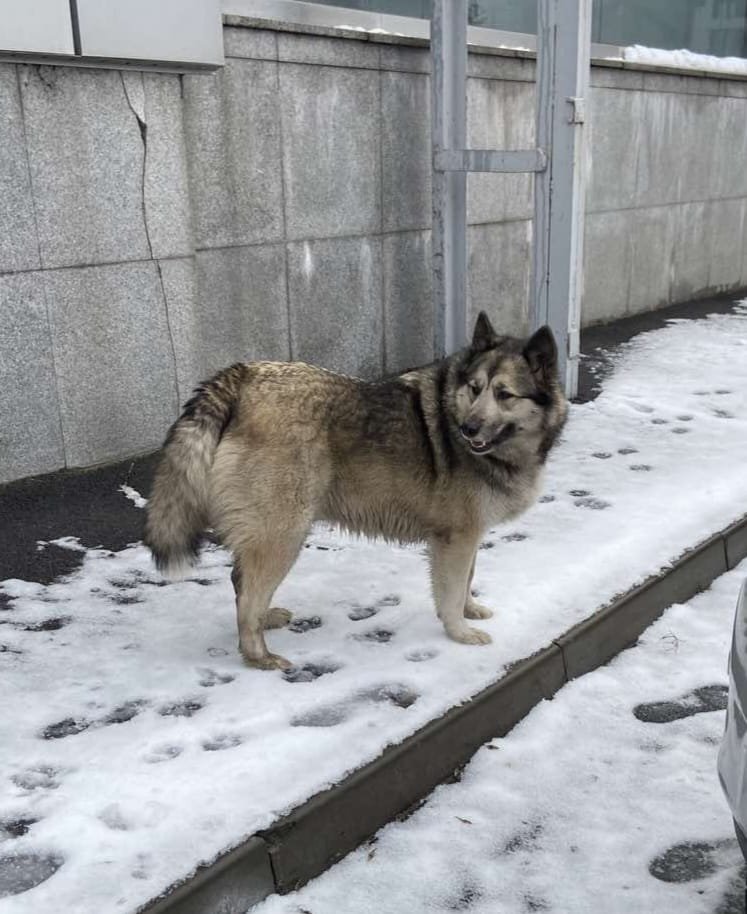 В Днепре исчезло много животных: помогите найти 5