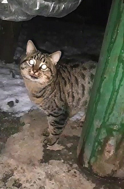 В Днепре исчезло много животных: помогите найти 6