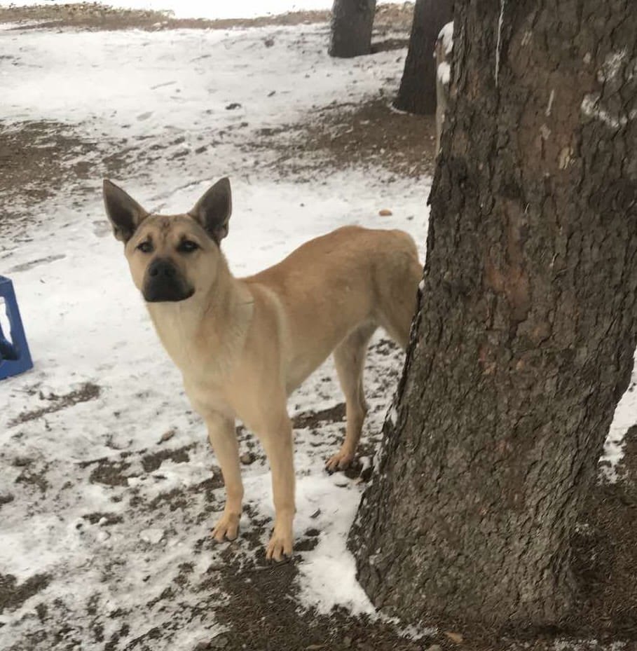 В Днепре исчезло много животных: помогите найти 7