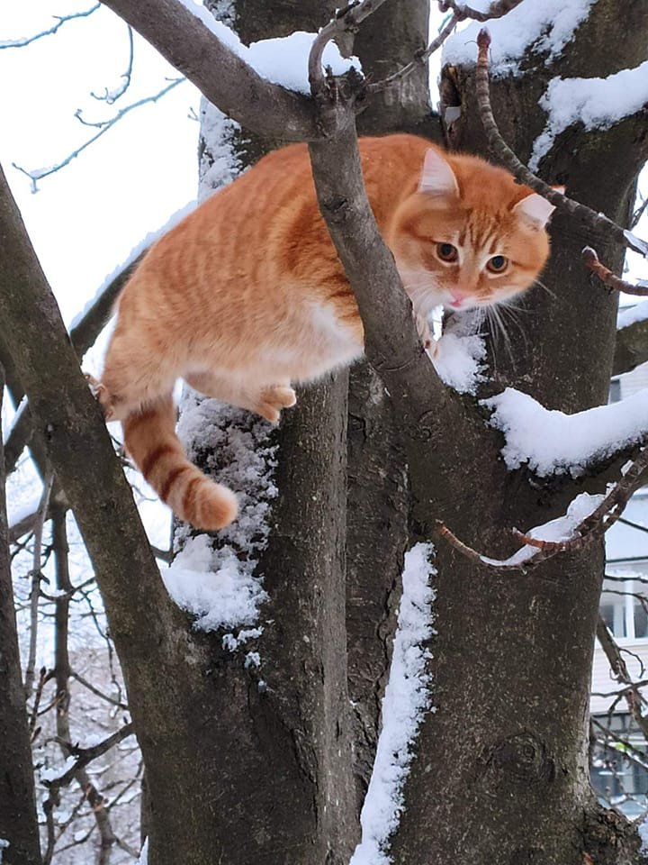 В Днепре исчезло много животных: помогите найти 8