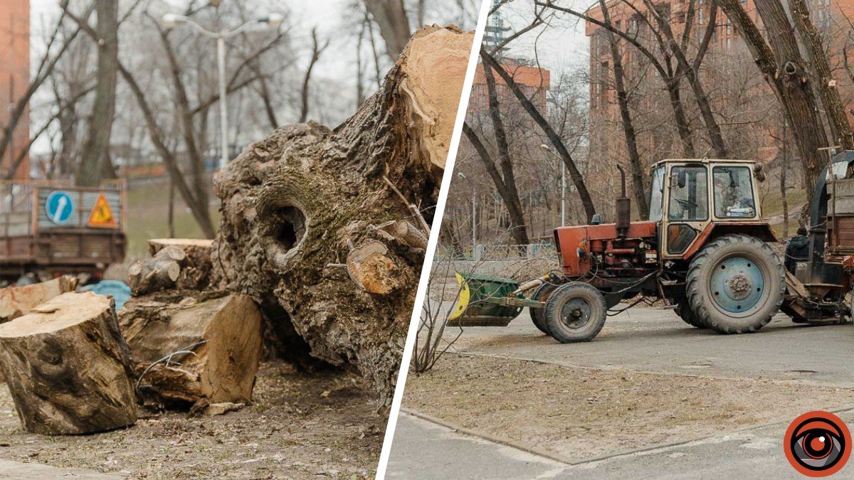 В Днепре в парке Глобы вырубают 150 деревьев: зачем это нужно