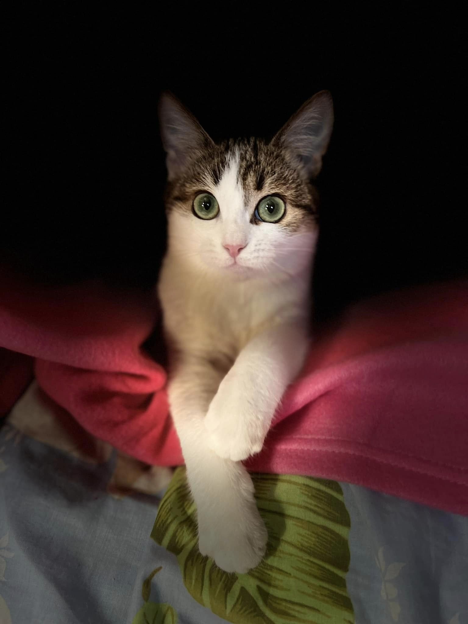 Супергарнюня