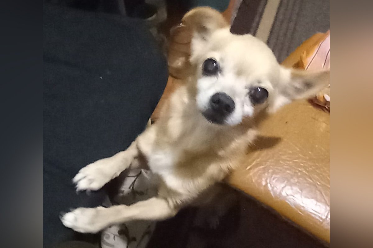 В Днепре исчезли котики и собачки: помогите найти 2