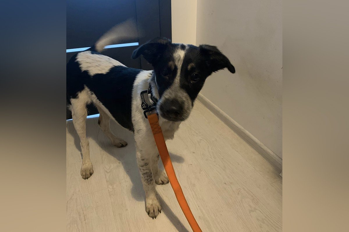 В Днепре исчезли котики и собачки: помогите найти 6