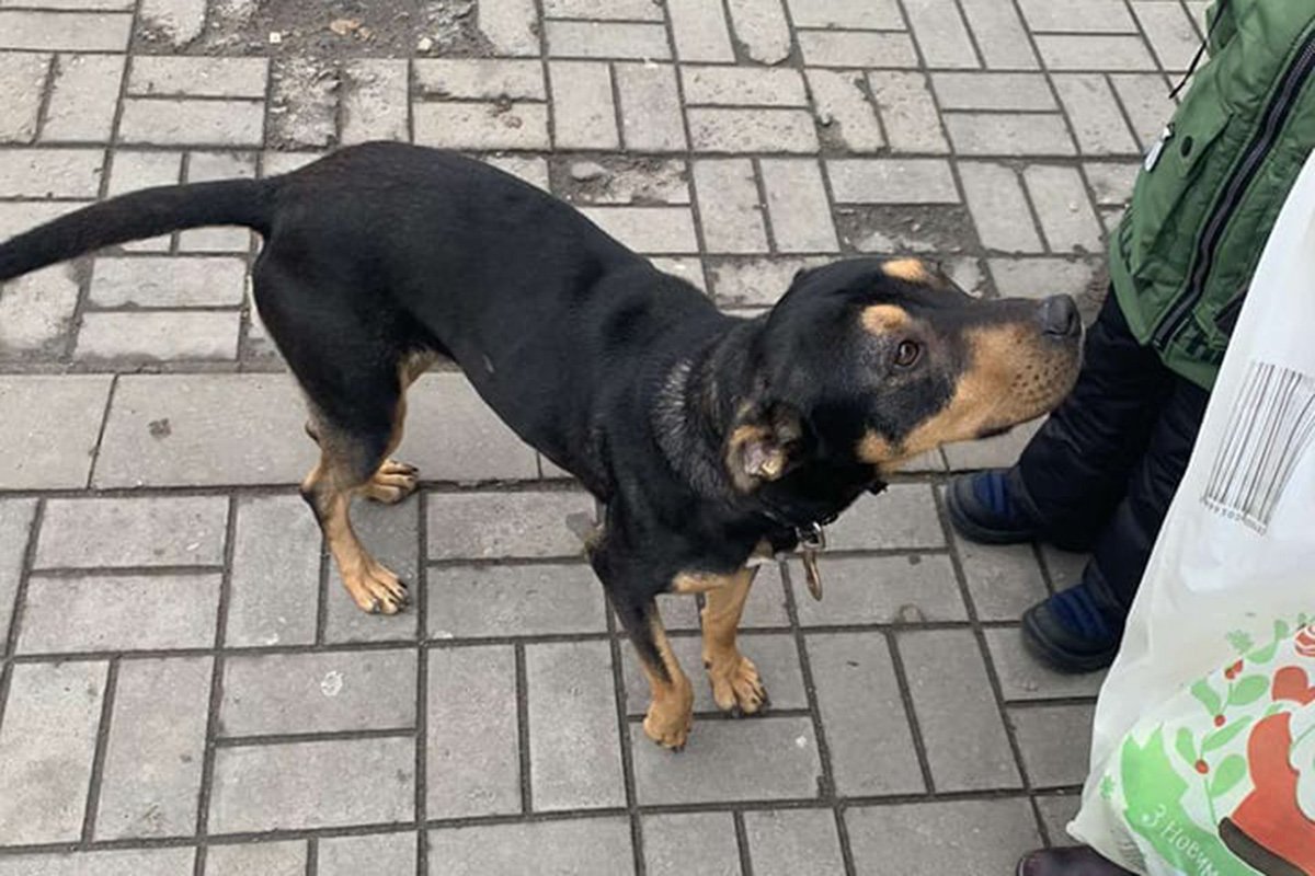 В Днепре исчезли котики и собачки: помогите найти 3