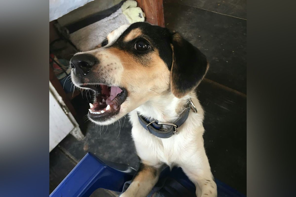 В Днепре исчезли котики и собачки: помогите найти 5