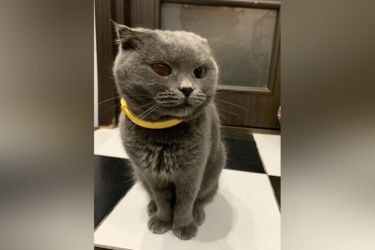 В Днепре исчезли котики и собачки: помогите найти 4