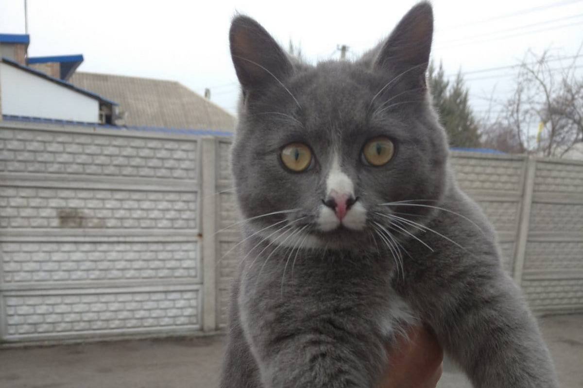 В Днепре исчезли котики и собачки: помогите найти 1