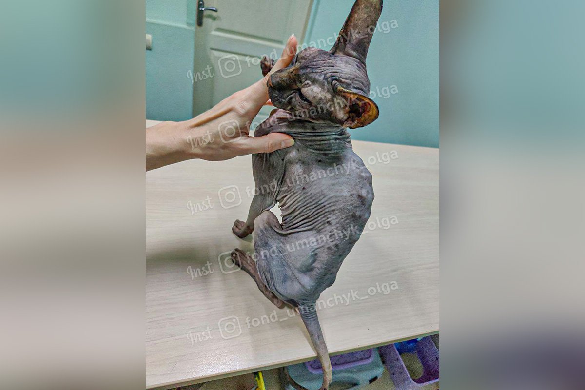 Котип потребує вашої допомоги Котип потребує вашої допомоги