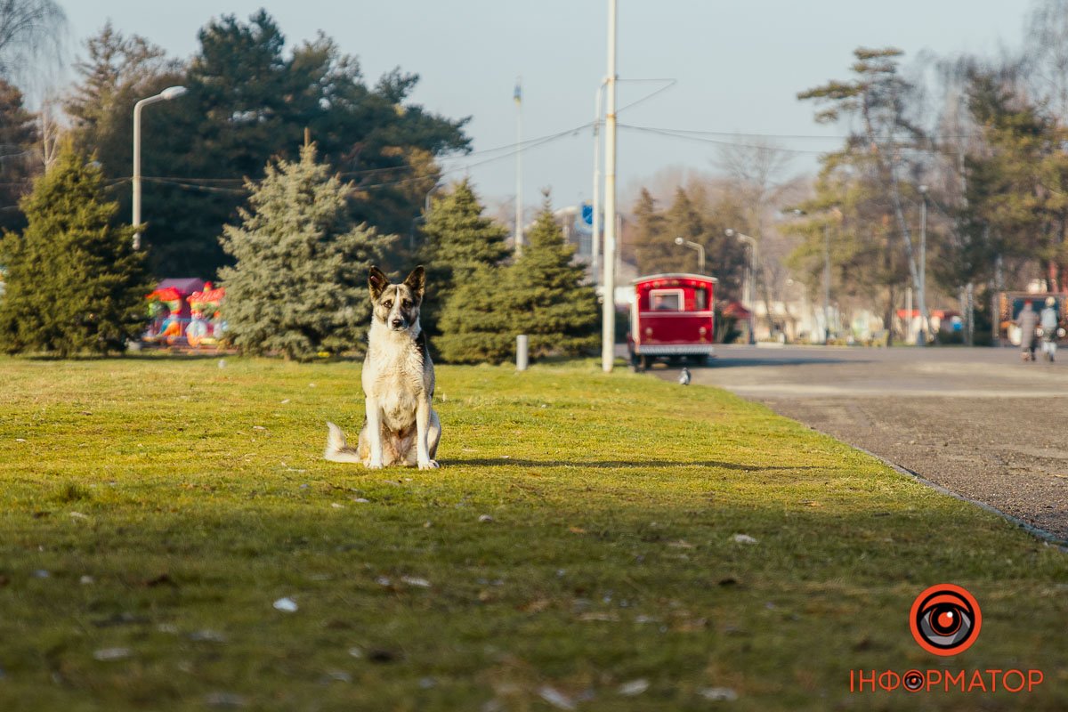 Пес теж здивований Пес теж здивований