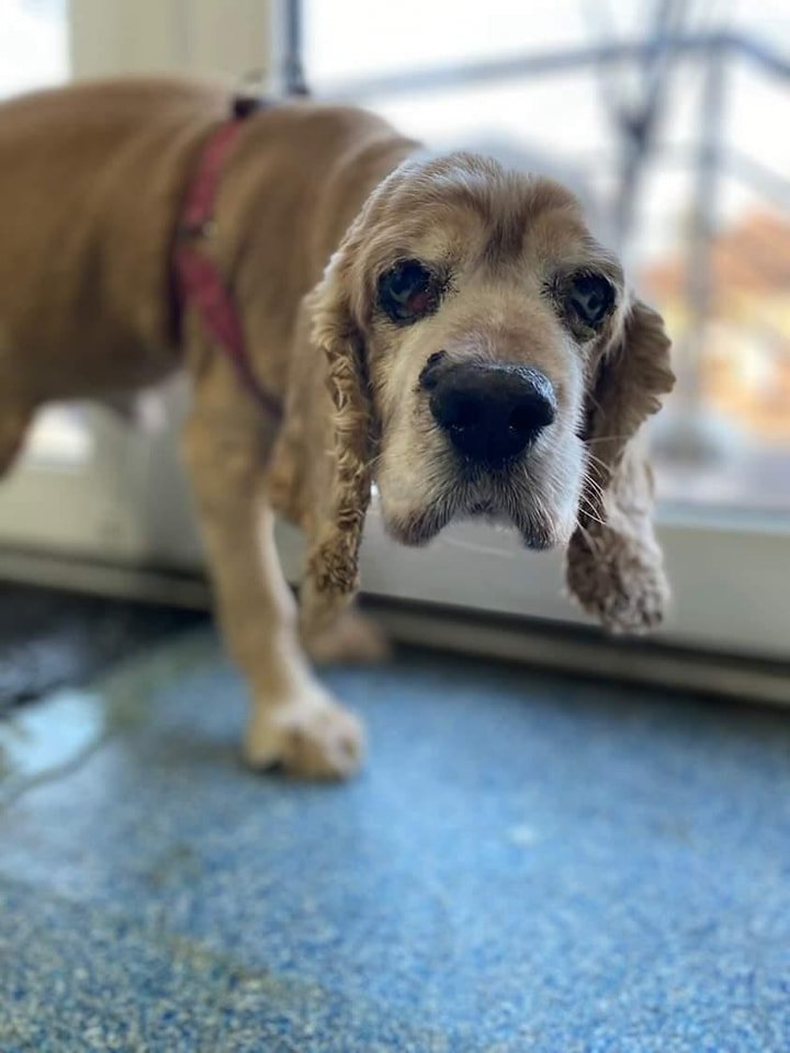 Красень Красень