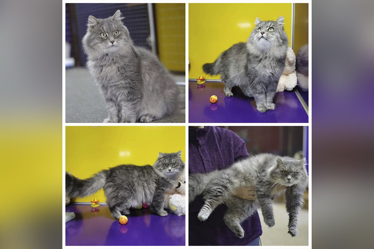 Марсік Марсік