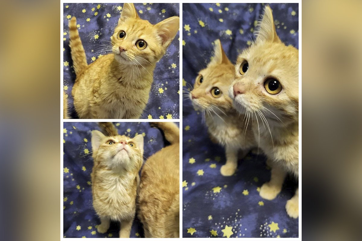 Котятка Котятка