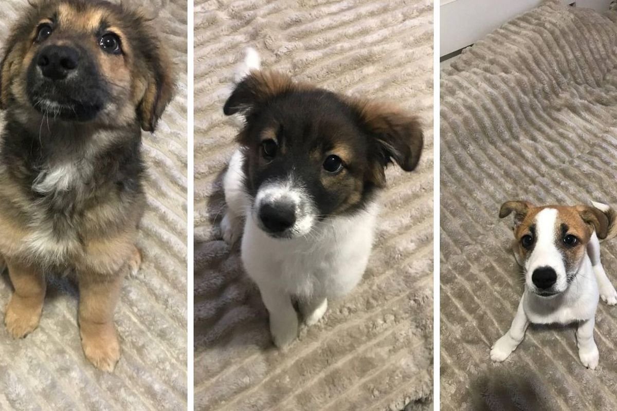 Песики Песики