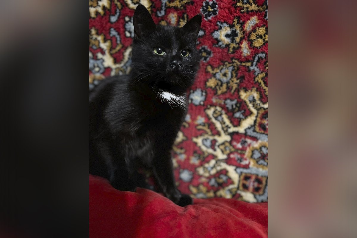 Наомі Наомі