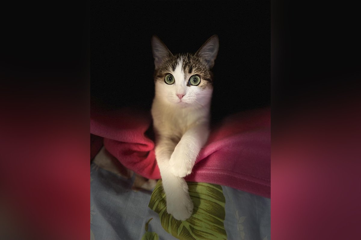 Патрік Патрік