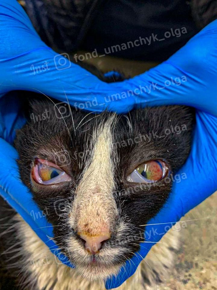 Її хотіли вбити Її хотіли вбити