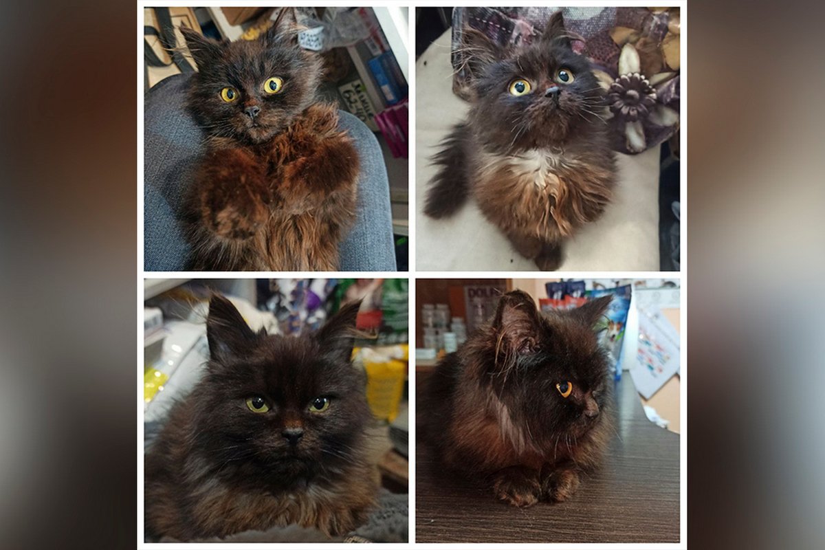 Песики та котики шукають дім: де у Дніпрі знайти собі друга 1