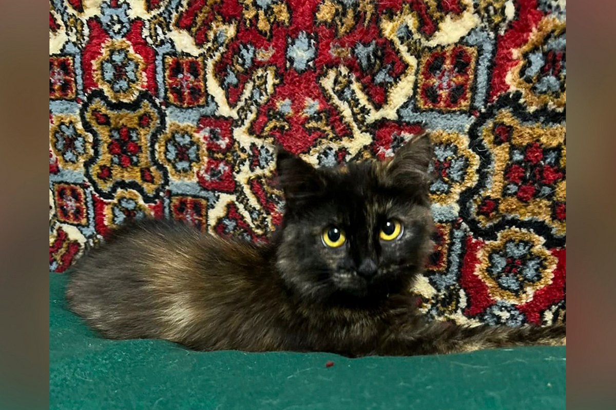 Песики та котики шукають дім: де у Дніпрі знайти собі друга 2