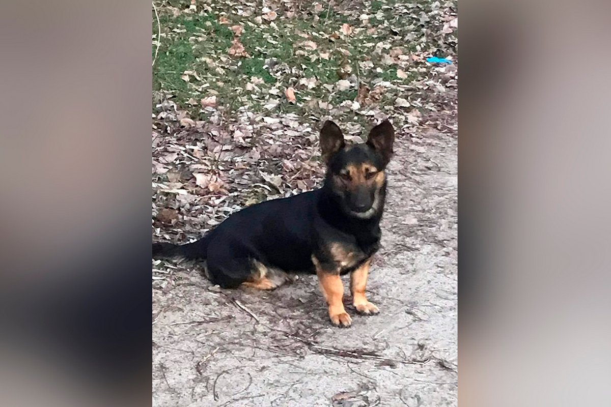 Песики та котики шукають дім: де у Дніпрі знайти собі друга 3