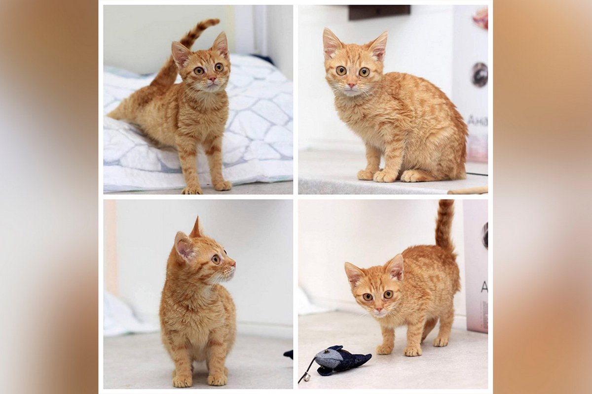 Песики та котики шукають дім: де у Дніпрі знайти собі друга 4