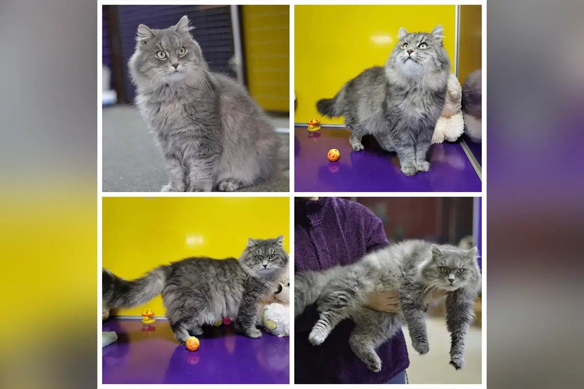 Песики та котики шукають дім: де у Дніпрі знайти собі друга 5