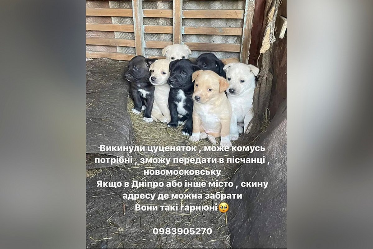 Песики та котики шукають дім: де у Дніпрі знайти собі друга 7