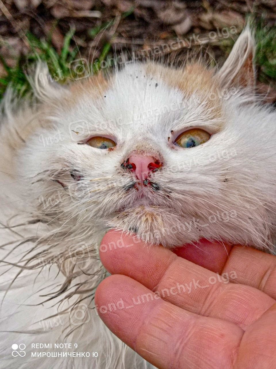 Кошеня сильно травмоване