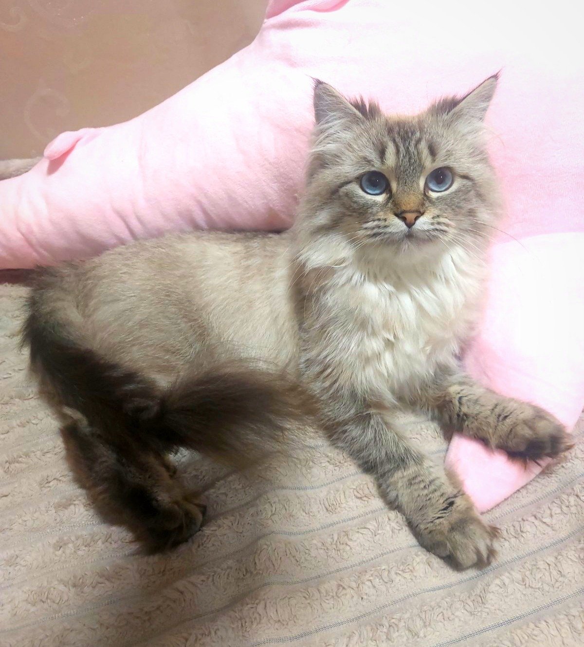 Хвостаті шукають дім: де у Дніпрі знайти песика та котика 1