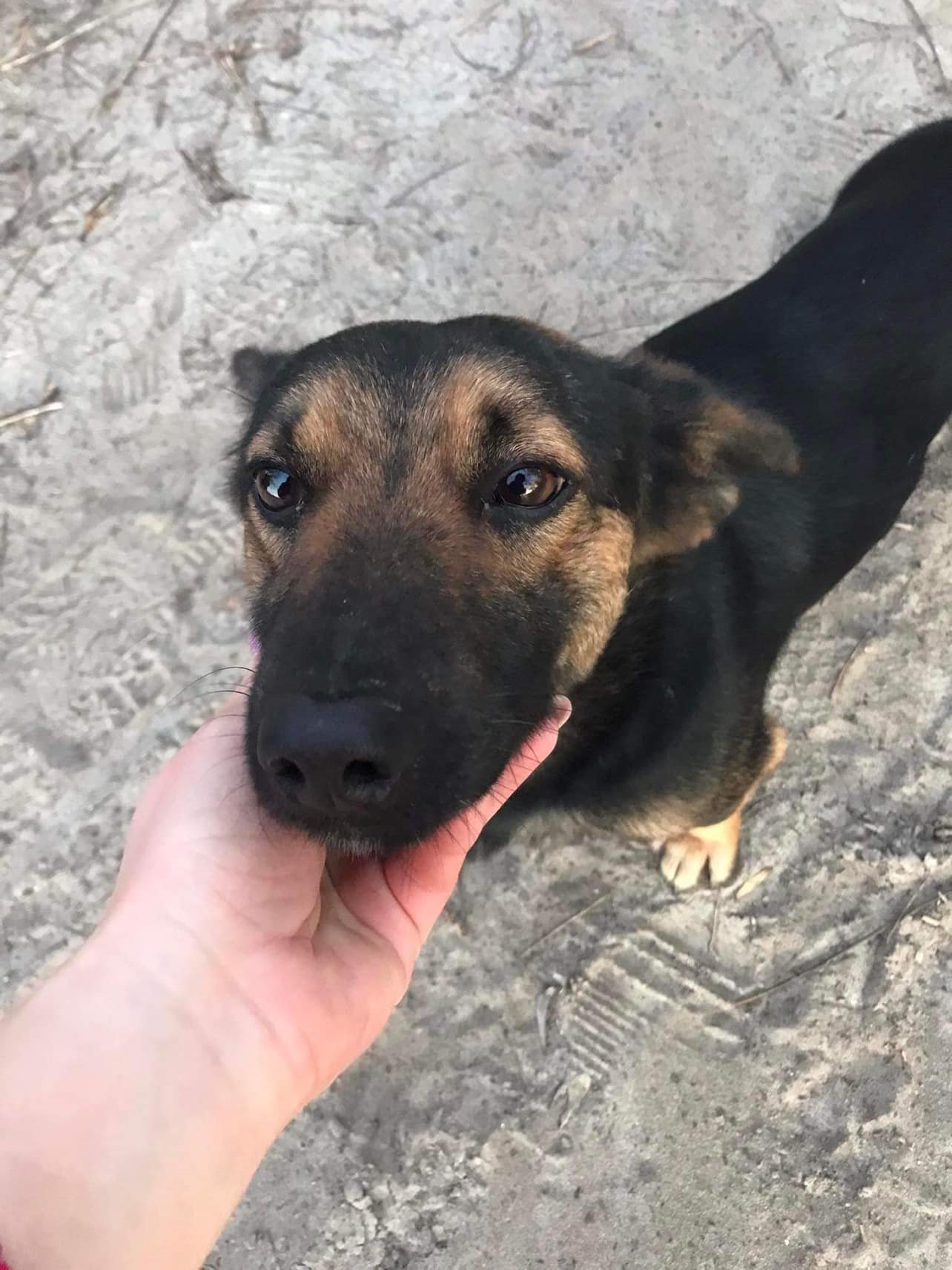 Хвостаті шукають дім: де у Дніпрі знайти песика та котика 2