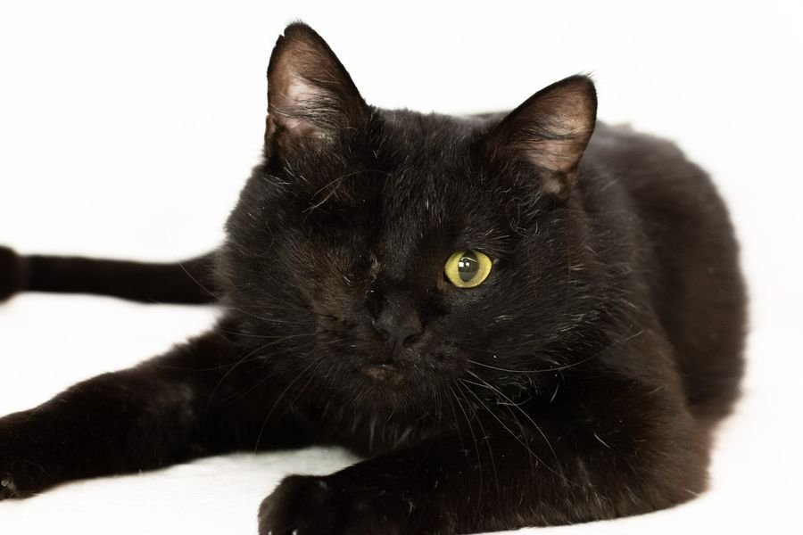 Хвостаті шукають дім: де у Дніпрі знайти песика та котика 3