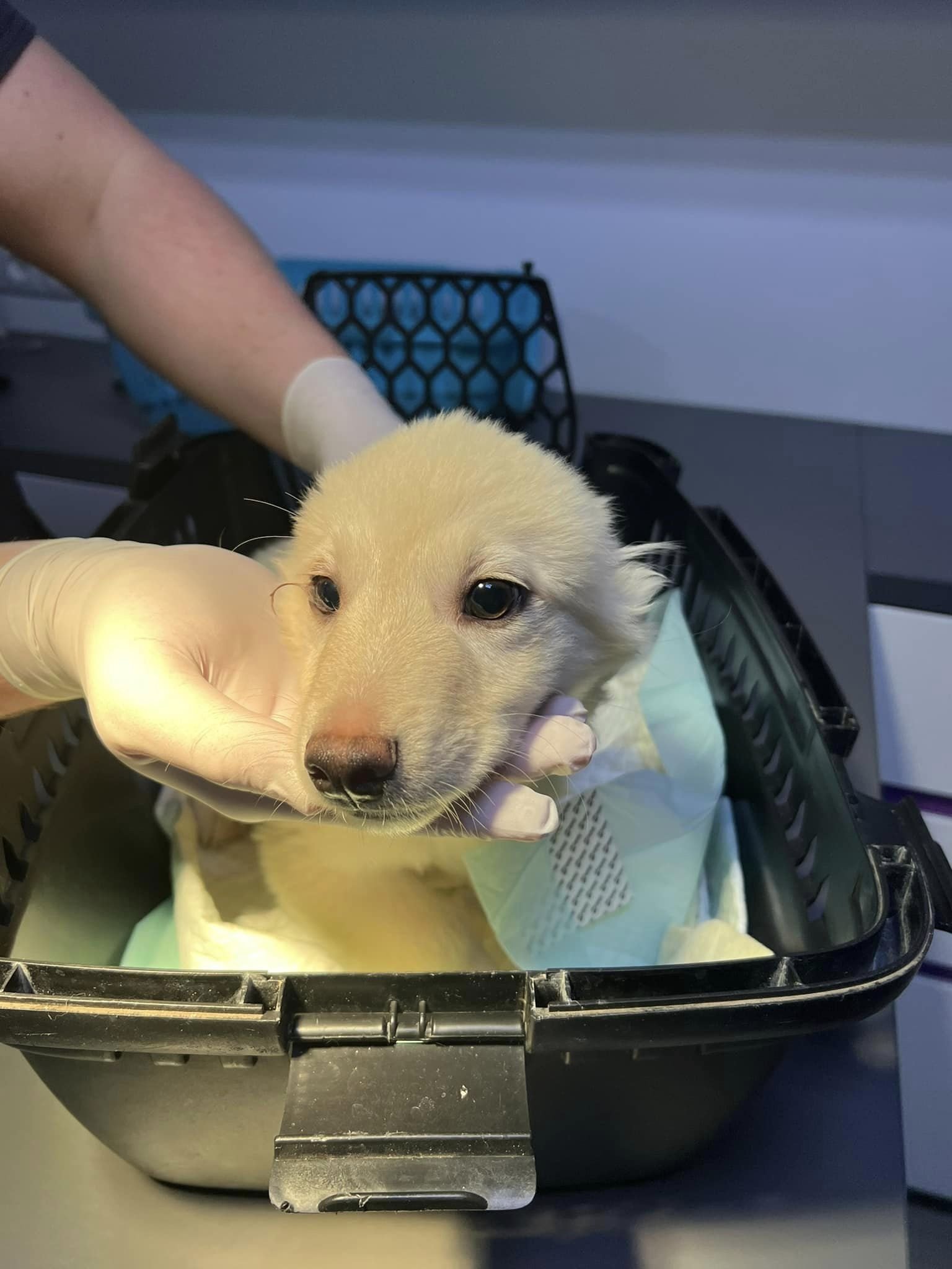 Хвостаті шукають дім: де у Дніпрі знайти песика та котика 4