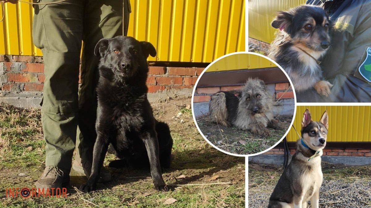 Вони заслуговують на щасливе життя: у Дніпрі шукають дім для евакуйованих собак