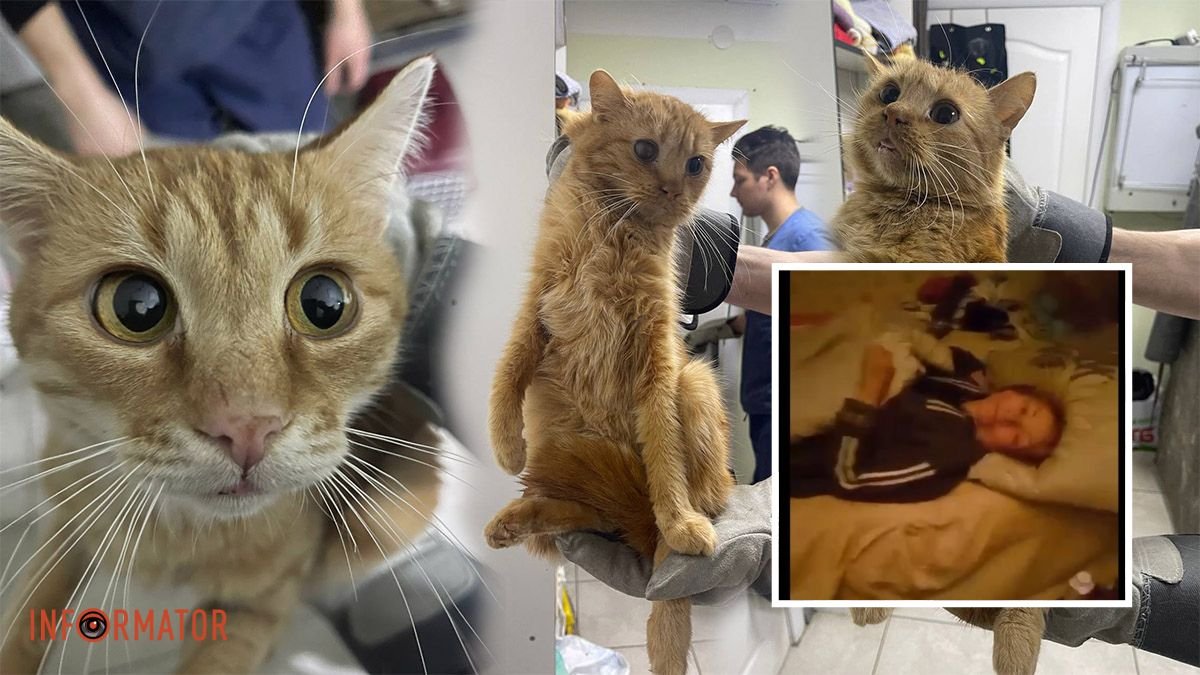 В Днепре волонтеры спасают женщину с инсультом и ее 10 котиков: нужна помощь