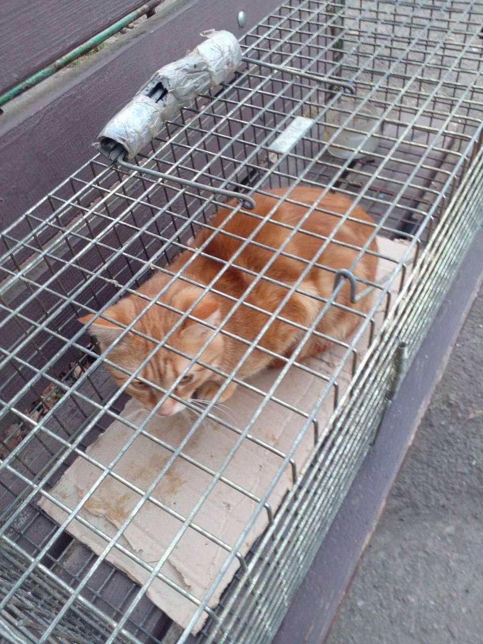 Котиків намагаються відловити волонтери Котиків намагаються відловити волонтери