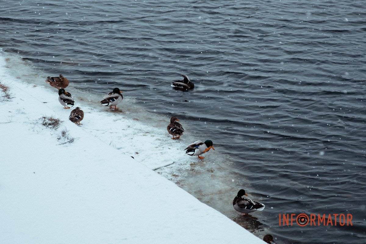 Позують Позують