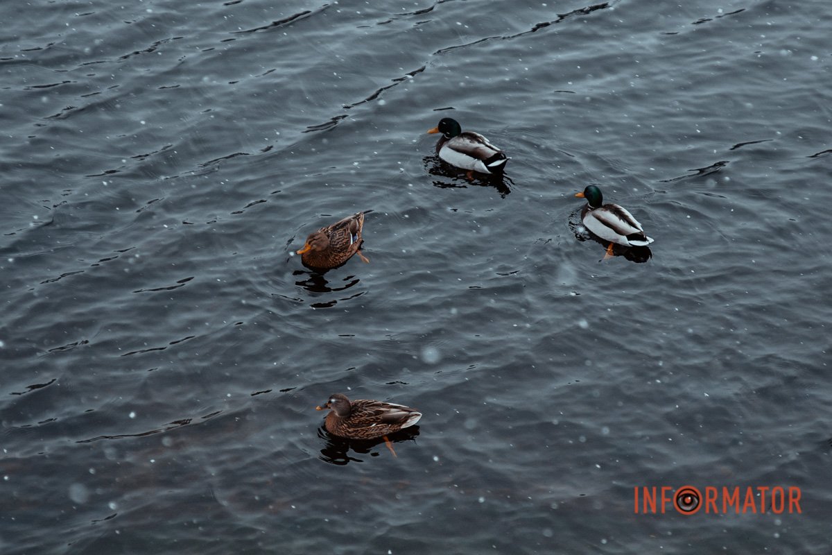 Плавати йдеш? Плавати йдеш?