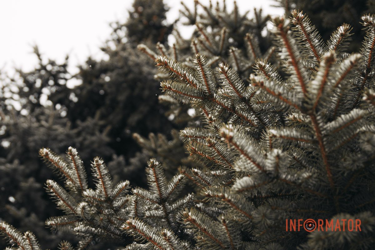 Ялинку замовляли? Ялинку замовляли?