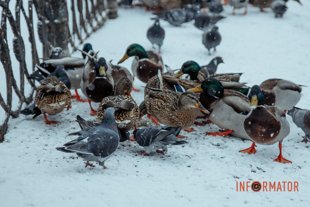 Голуби. Вони всюди Голуби. Вони всюди