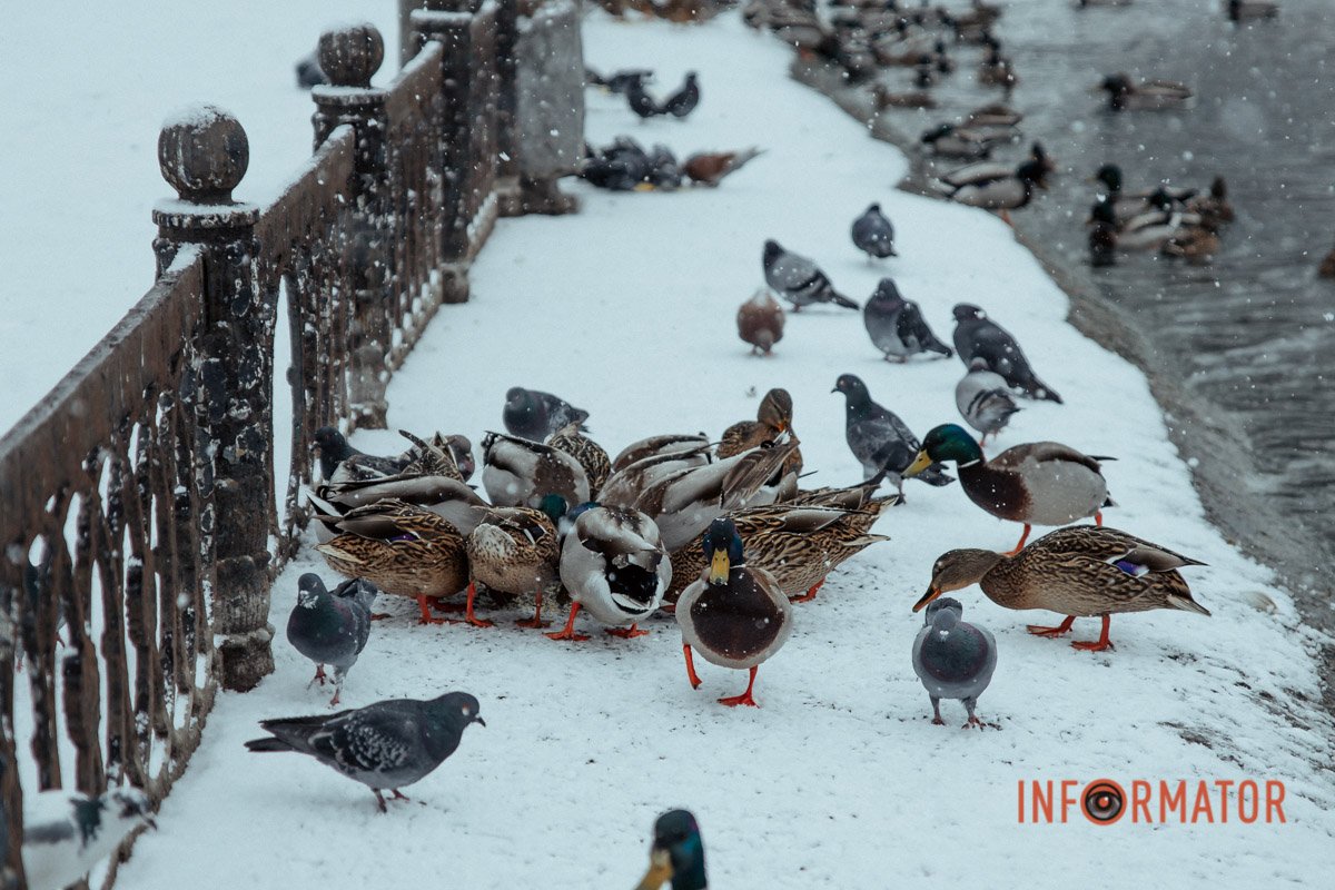 Ох ці пернаті Ох ці пернаті