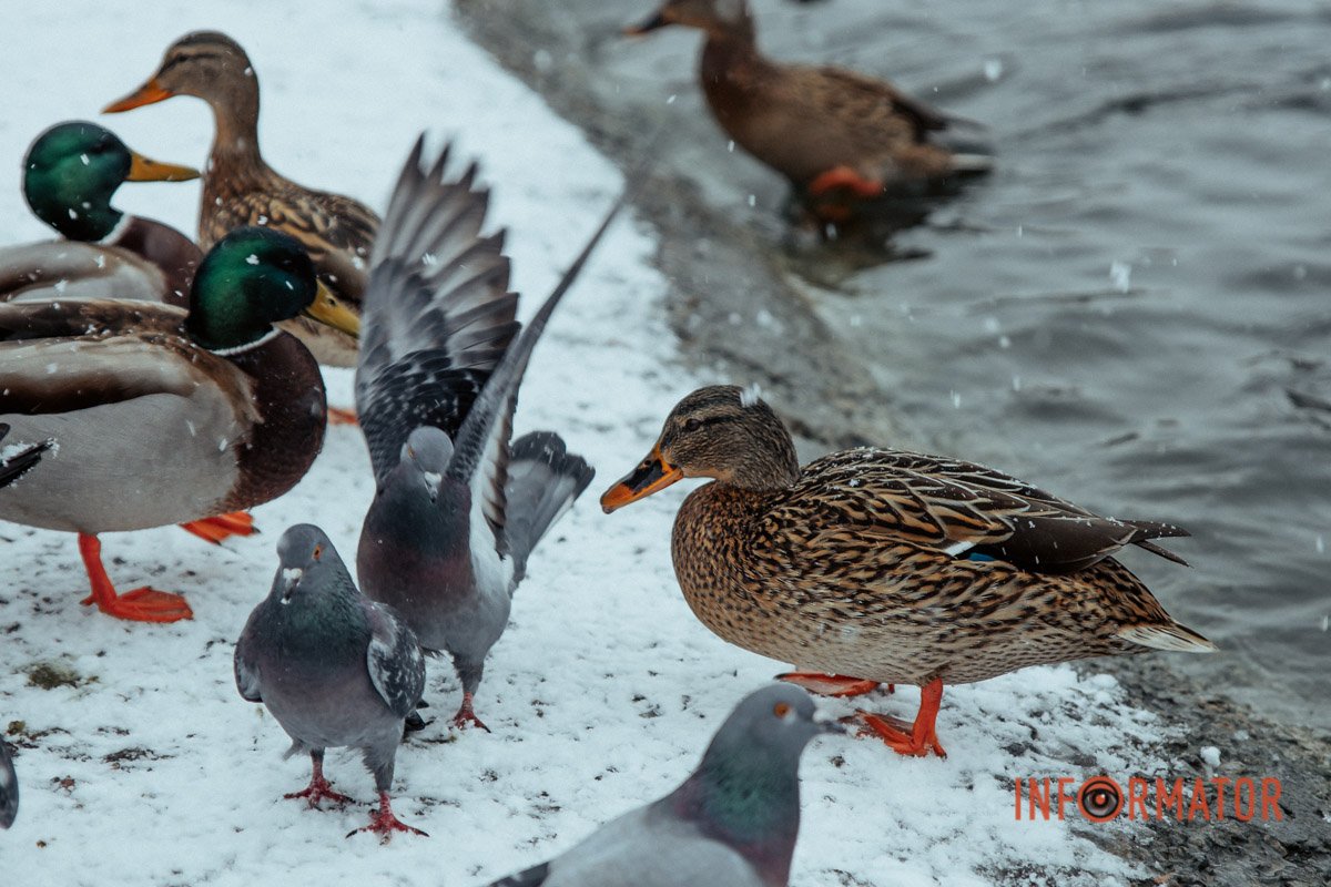 Маскування голубів Маскування голубів