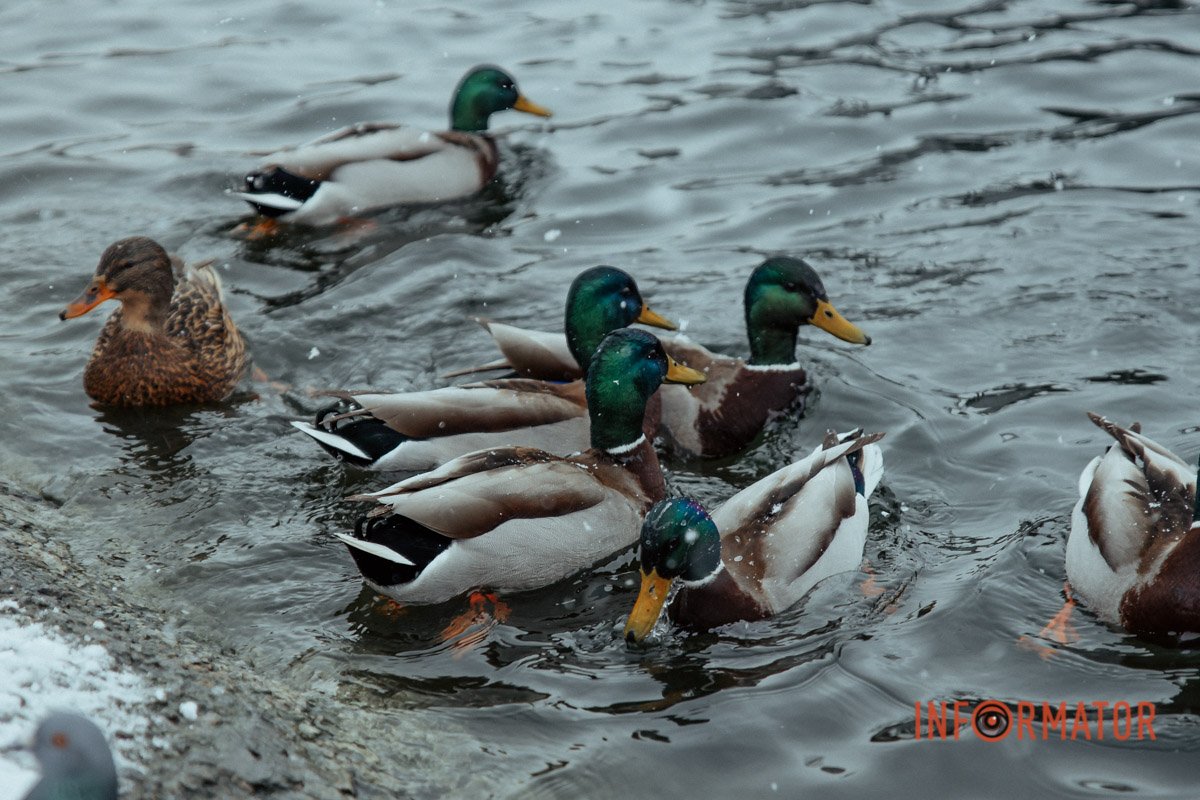 Маленька сім'я Маленька сім'я