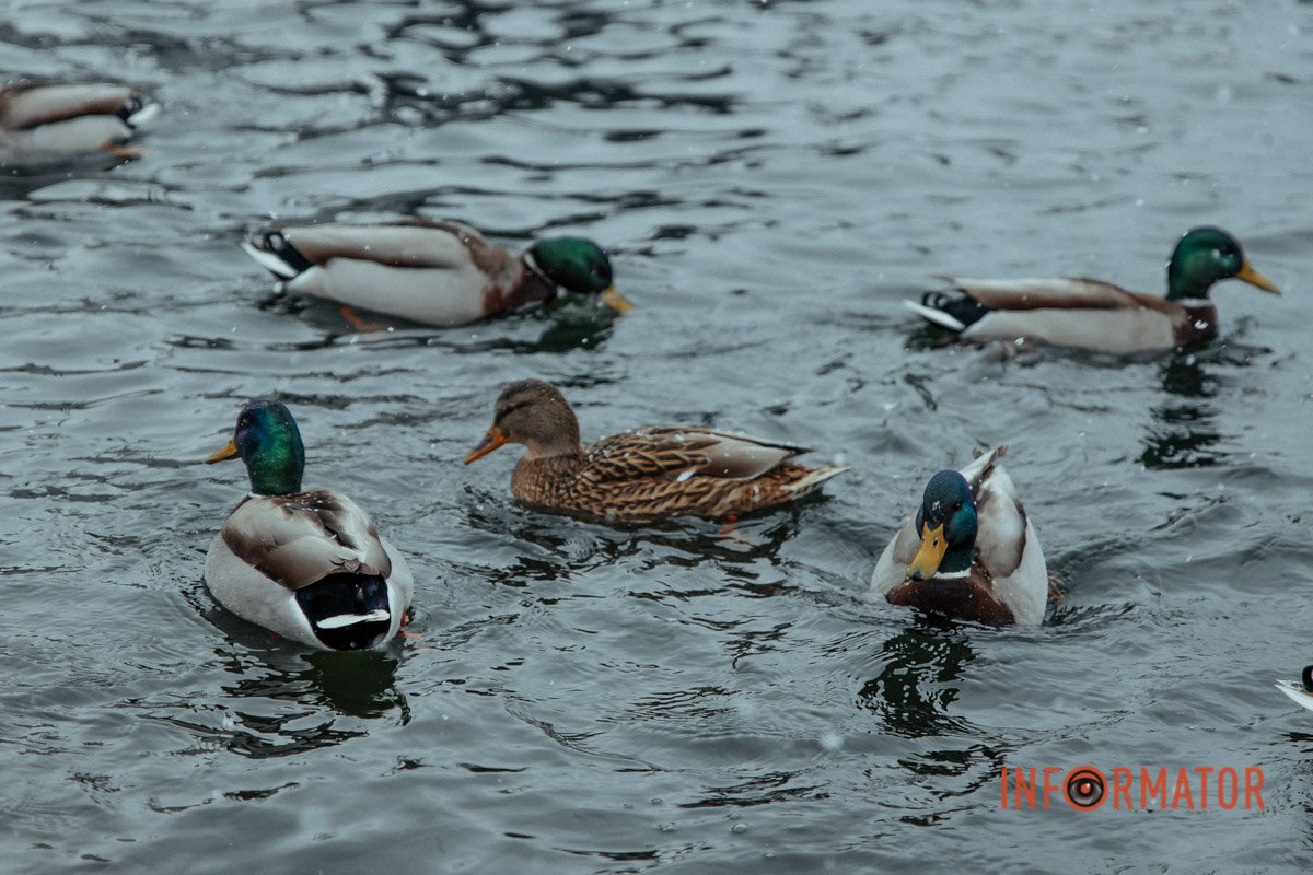 І як їм не холодно І як їм не холодно