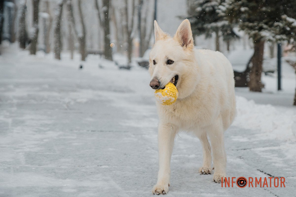 Грайливий настрій