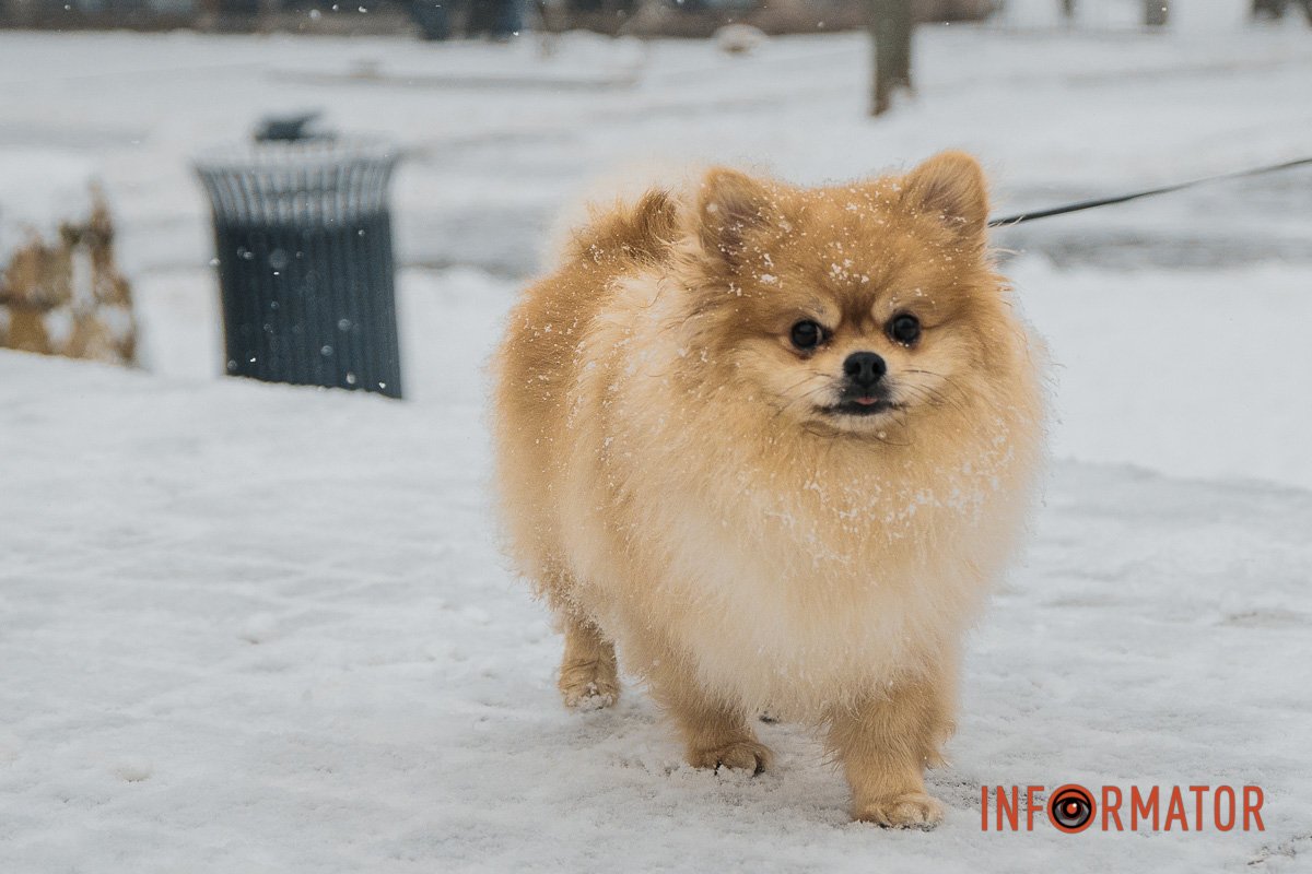 Маленька злість